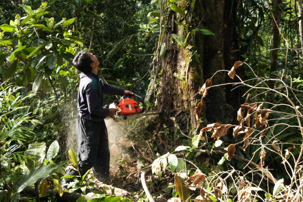 Best Tree and Shrub Care  in Channel Lake, IL