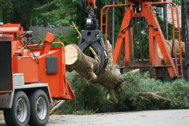 Best Tree Preservation Services  in Channel Lake, IL